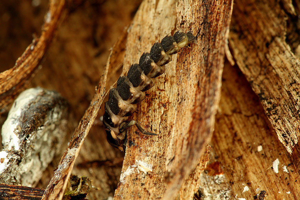 larva di un Lampiride